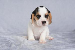 beagles têm narizes excelentes. beagles são usados em uma variedade de procedimentos de pesquisa. beagles têm narizes excelentes. imagem de cachorro tem espaço de cópia. foto