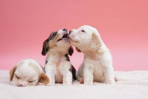 três cachorrinhos beagle fofos em fundo rosa. foto