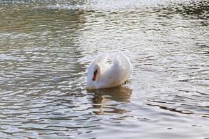 cisne branco flutuando na superfície da água do rio foto