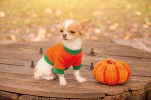 animal de estimação e abóbora, dia das bruxas. o cão é um chihuahua de cabelos compridos branco e vermelho em roupas laranja. foto