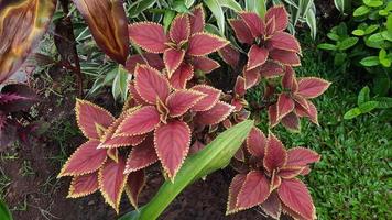 plantas de miana que parecem frescas depois de serem salpicadas pela chuva foto