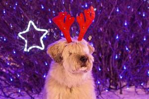 retrato de cão pastor sul russo de cabelos compridos com chifres de veado vermelho em um fundo de luzes de natal. foto