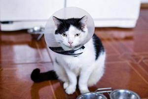 gato preto-branco com colar médico de plástico está sentado no chão da cozinha perto da geladeira e tigelas com comida de gato. foto
