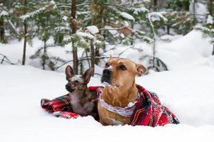 dois cães na manta quadriculada vermelha em uma neve em uma floresta de coníferas de inverno de fundo. foto