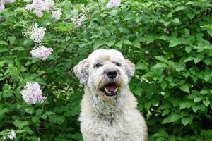 bonito sorridente cão pastor do sul da Rússia para uma caminhada em um parque de verão em um fundo de arbustos lilás. foto