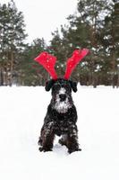 schnauzer miniatura preto está usando chifres de veado vermelho na floresta de inverno. símbolo para o natal e ano novo. foto