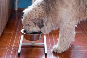 cão pastor do sul da Rússia está comendo comida de cachorro da tigela em casa em uma cozinha. foto