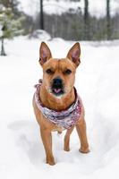 american staffordshire terrier está andando na neve na floresta de inverno. foto