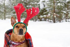 retrato de american staffordshire terrier com chifres de veado vermelho envolto em xadrez xadrez vermelho em uma neve na floresta de inverno. foto