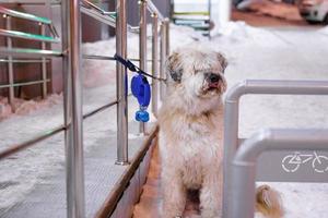 cão pastor sul russo de cabelos compridos branco em uma coleira está esperando seu dono perto de fazer compras. foto