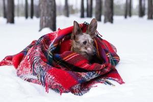 cachorrinho com orelhas grandes embrulhado em xadrez vermelho xadrez em uma neve na floresta de inverno. foto