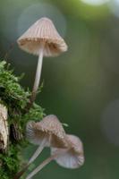 delicados pequenos cogumelos com lamelas crescem de lado em um tronco de árvore morta com musgo. o sol brilha ao fundo, a luz forma reflexos. foto