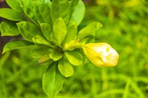 natureza tropical com palmeiras flores plantas na floresta da selva tailândia. foto