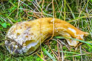 várias espécies venenosas de cogumelos cogumelos na floresta alemanha. foto