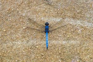 linda libélula azul brilhante na natureza tropical phuket ilha tailândia. foto