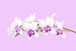 flor de buquê de flores de orquídea branca e roxa isolada no fundo rosa incluído traçado de recorte. foto