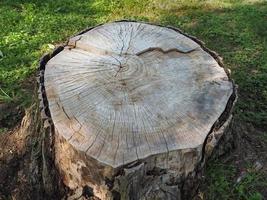 seção transversal do tronco de árvore foto