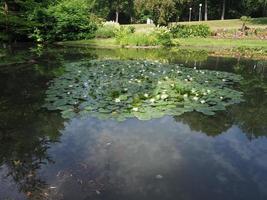 nenúfar planta scient. nome nymphaea em uma lagoa foto