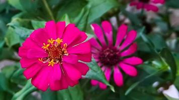 zinnia elegans profusão vermelho foto