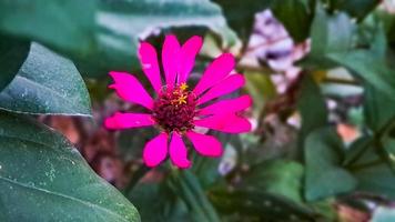 zinnia elegans profusão vermelho foto