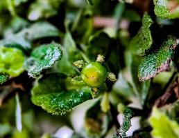 frutos e flora da planta arbustiva murraya paniculata foto