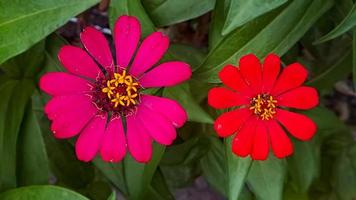 zinnia elegans profusão vermelho foto