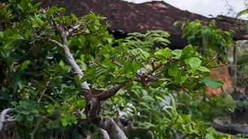 O ficus da ilha verde também é conhecido como ficus microcarpa. esta planta é nativa do sul da china e da ilha da oceania foto