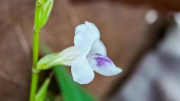 fundo fora de foco cleome rutidosperma flor de aranha com franjas foto