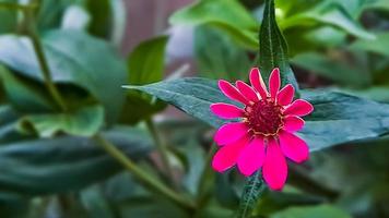 zinnia elegans profusão vermelho foto