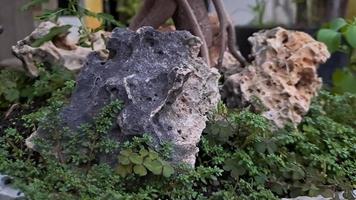 As raízes do ficus da ilha verde nos corais também são conhecidas como ficus microcarpa. esta planta é nativa do sul da china e da ilha da oceania foto