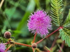 mimosa strigillosa é um membro da família original e perene da ervilha, a família fabaceae foto