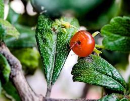 frutos e flora da planta arbustiva murraya paniculata foto