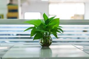 plantas em vasos na mesa