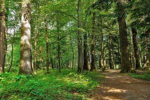 paisagem com bifurcação de estradas rurais na floresta foto