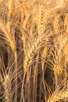 close up de um campo de trigo