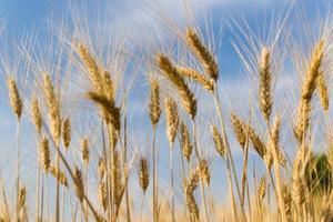 detalhe de uma orelha em um campo de trigo
