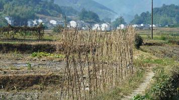 a bela vista da vila tradicional chinesa com a arquitetura clássica e árvores verdes frescas como pano de fundo foto