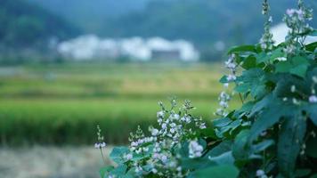 a bela vista da vila tradicional chinesa com a arquitetura clássica e árvores verdes frescas como pano de fundo foto