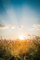 pôr do sol sobre o campo de trigo