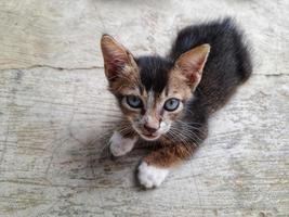lindo gatinho marrom com olhos cinza foto