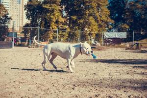 lindo terrier de equipe branca brincando no campo de treinamento de cães. raça de cachorro perigosa. animal de estimação saudável e ativo foto