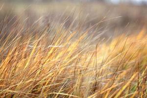junco de grama seca de outono foto
