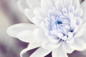 linda flor close-up em desfoque de fundo foto