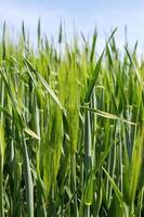 campo de trigo verde foto