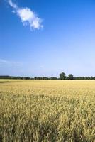 campo de trigo contra céu azul