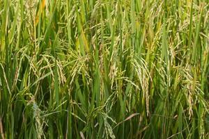 a bela paisagem dos campos de arroz foto