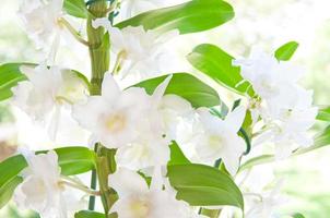 close de uma bela orquídea Cattleya branca foto