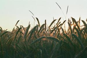 campos de trigo