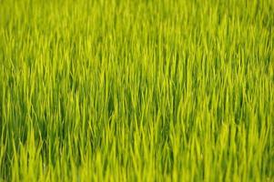 arroz verde foto