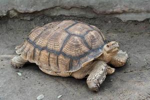 geochelone sulcata, tartaruga sulcata, tartaruga espora africana andando no chão e olhando para a câmera, conservação animal e conceito de proteção de ecossistemas. foto